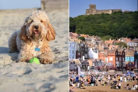 The art installation will take place on August 21, on the south bay of Scarborough from 1:30pm. Photo: RSPCA/Richard Ponter.