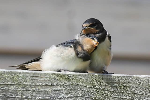 RSPB Bempton in summer is an amazing wildlife spectacle. Photo courtesy of Mike Sibley