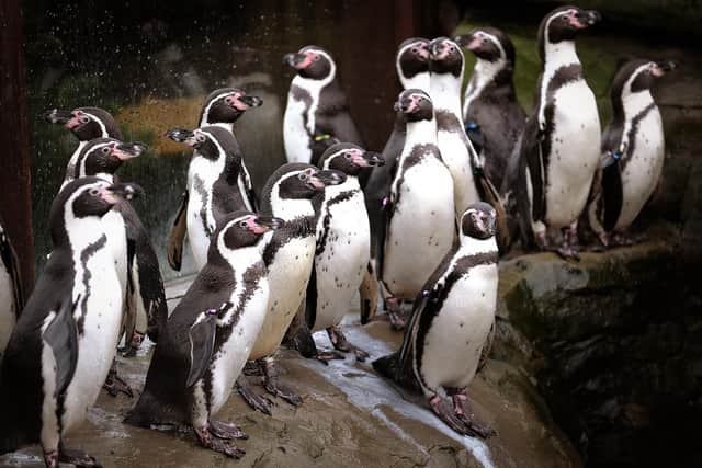 The Humbolt Penguins are always popular with visitors