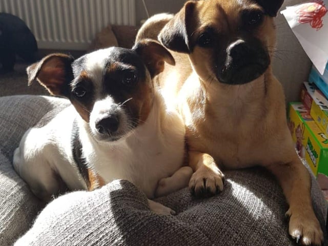 Molly and Izzy in the sun!