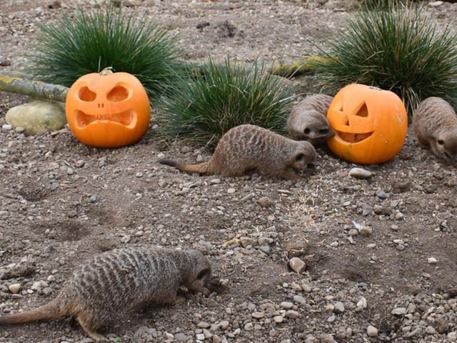 Half Term Halloween at Filey Bird Garden is on from now until November 3. Enjoy the park with all of their usual activities, but with the addition of family friendly Spooky Themed Areas and free-to-enter Halloween Treasure Hunt. You even get a free bag of animal food if you’re wearing Full Halloween Fancy Dress!