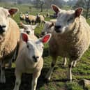 There has been a rise in dog attacks on sheep in the countryside.