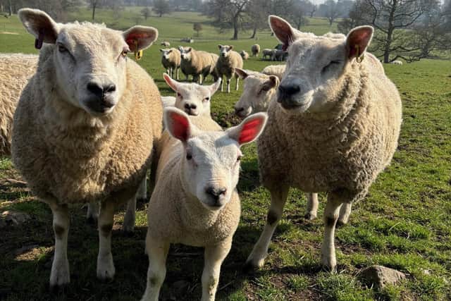 There has been a rise in dog attacks on sheep in the countryside.