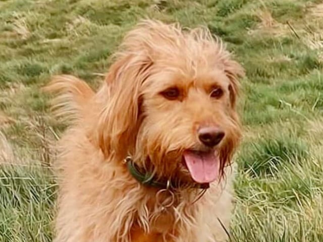 Poppy, submitted by Shirley Parsons.