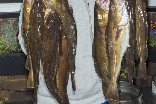 Ryan Collinson, Robin Hood's Bay - Heaviest Bag of Fish - 24lb 13oz (15)