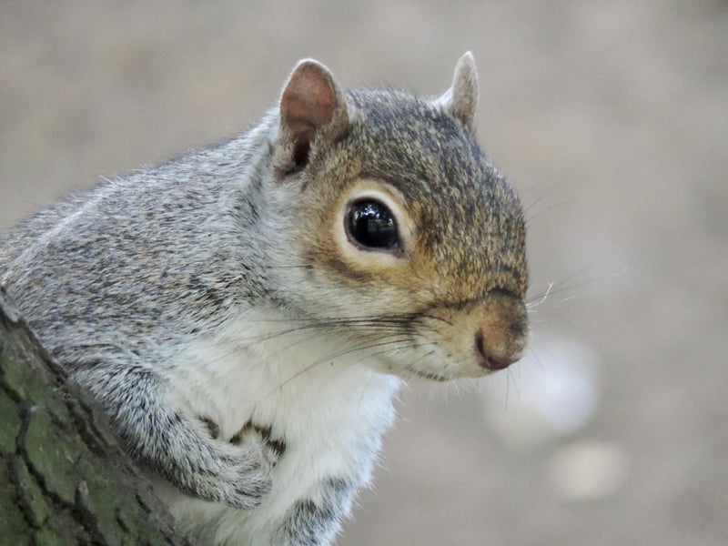 Peasholm Park squirrel
by Keith Humphrey