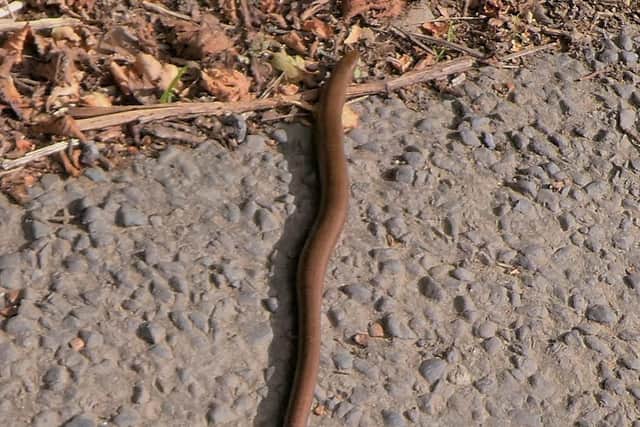 Slow worm at Houlsyke. photo: Stuart Bell