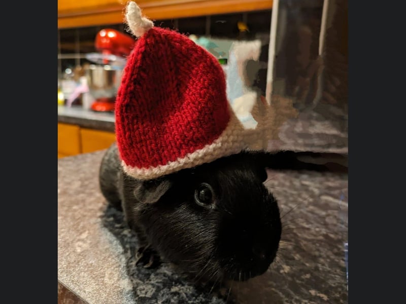 This Guinea Pig is from Whitby and looks very ozy in their knitted santa hat.