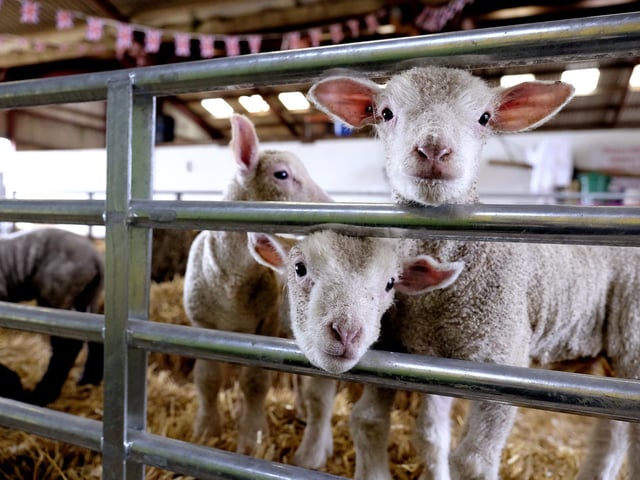 Humble Bee Farm are holding their last Sunday lambing session on Sunday April 2. Attendees will get to meet and feed a lamb, listem to Farmer Percy give a short talk about the lambs, meet the other farm animals and sheep dogs, and follow the sheeo trail as well as other fun acitivites. Tickets must be booked in advance.