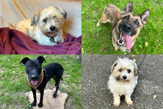 We take a look at 10 adorable dogs available for adoption and looking for their forever home at the RSPCA York, Harrogate and District branch