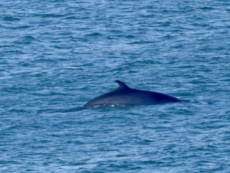 A rare Minke Whale sighting at Bempton Cliffs, in September of 2023.