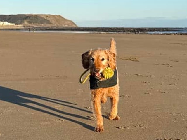 Errol in North Bay, submitted by Gillian Moss.