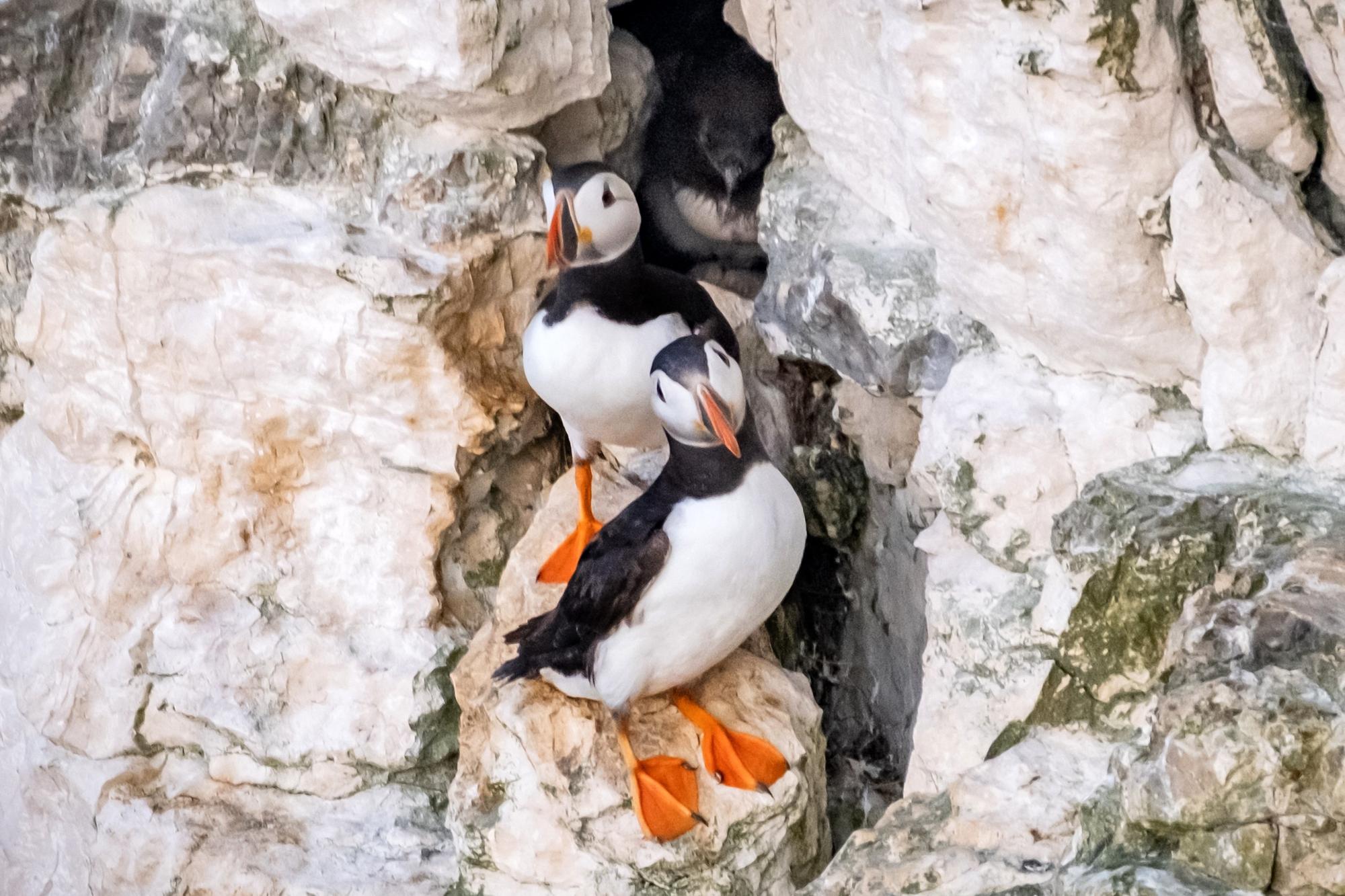 Puffin populations ‘will decline due to climate change’