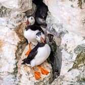 Puffins are one of the highlights at RSPB Bempton Cliffs. Photo: Marisa Cashill