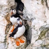 Puffin populations ‘will decline due to climate change’