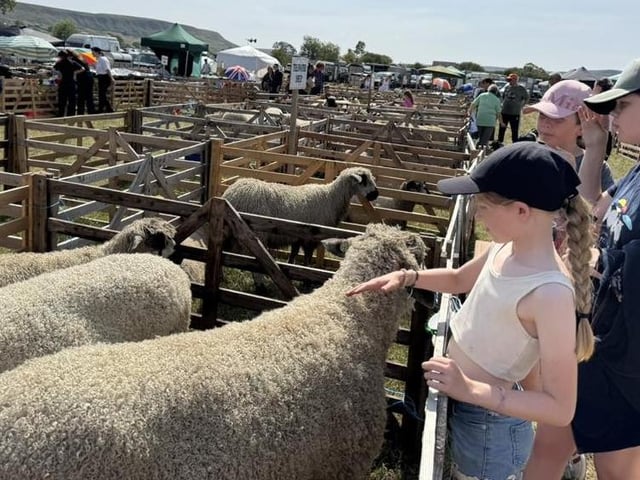 The sheep had some new admirers.