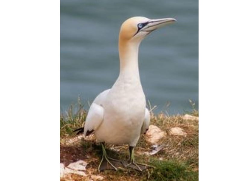 The biggest mainland breeding colony of gannets is at RSPB's Bempton Cliffs, where this photo was taken.