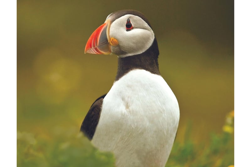 Numbers of puffins on the Yorkshire coast have stayed at roughly 4,000, but they are at risk from the effects of climate change. Attendees at the festival can learn more about the work Yorkshire Wildlife Trust is doing to look after puffins, as well as what they can do to help protect them.