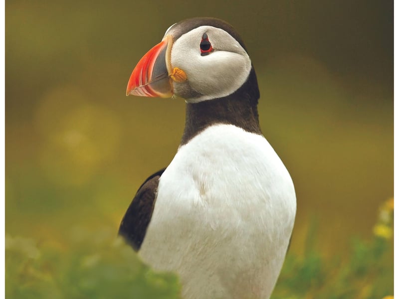 Numbers of puffins on the Yorkshire coast have stayed at roughly 4,000, but they are at risk from the effects of climate change. Attendees at the festival can learn more about the work Yorkshire Wildlife Trust is doing to look after puffins, as well as what they can do to help protect them.
