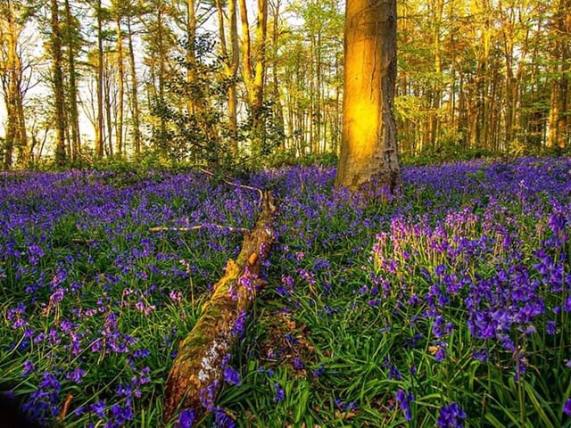 Bluebell forest Fareham. Instagram: @champ4334