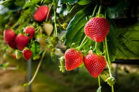 For those hoping to grow their own fruit this year, why not try growing strawberries. Planting now gives you a harvest around early summer