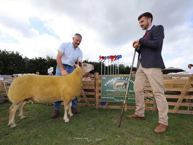 Judging the sheep