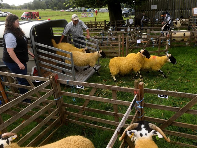 Sheep arrive at the show