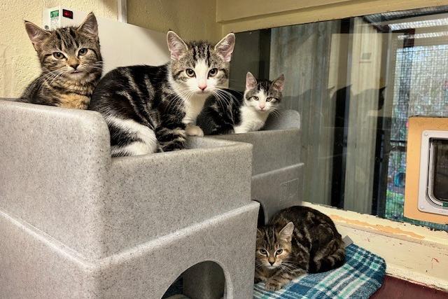 Eren, Conny, Armin and Levi are 14-week-old domestic short haired who are sweet little guys that were brought to the centre as they were born to a feral mum. They are still quite nervous of people but are coming on as each week passes. They will need experienced adopters who will help them with their confidence around people and help them adjust to life in a family environment. They will be rehomed in pairs as they totally rely on each other.