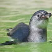 The female penguin chick at Sewerby Hall Zoo has been named Crackle.