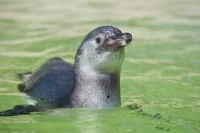 The female penguin chick at Sewerby Hall Zoo has been named Crackle.