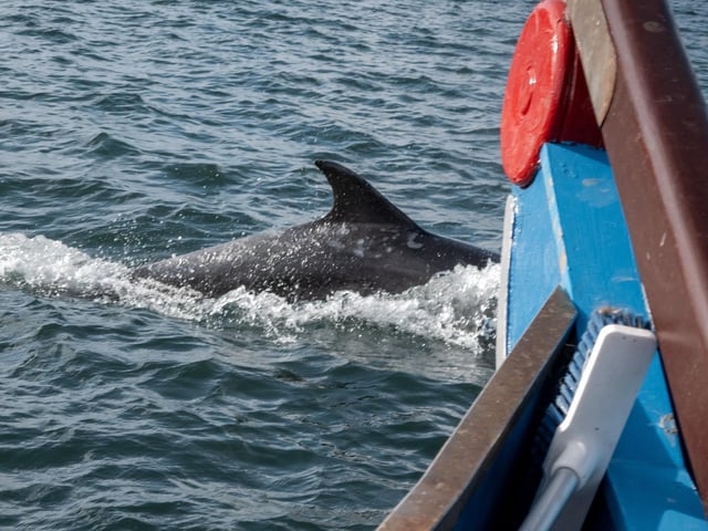 A curious dolphins gets close-up to the boat. photo: Marisa Cashill
