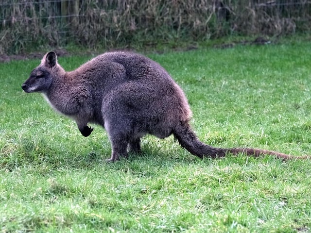 A wallaby