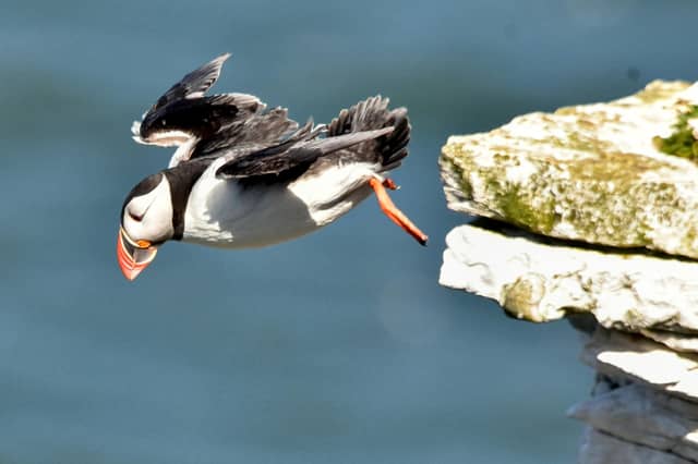 This stunning picture of a puffin at Bempton was taken by Heather Palmer.