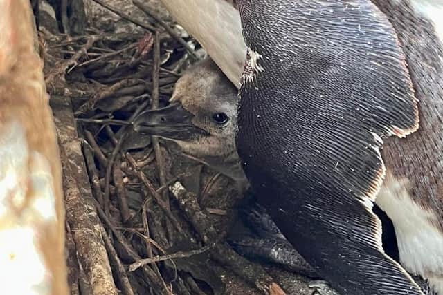 The chick will remain in the nest for 70-90 days