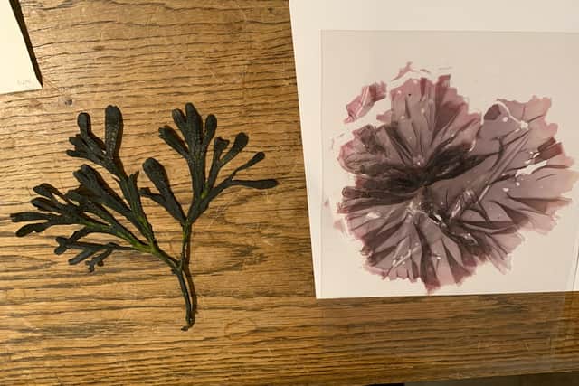 The girls learned how to identify different types of seaweed
