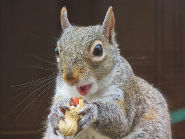 This squirrel was spotted in Tony Freeman's garden eating a peanut.