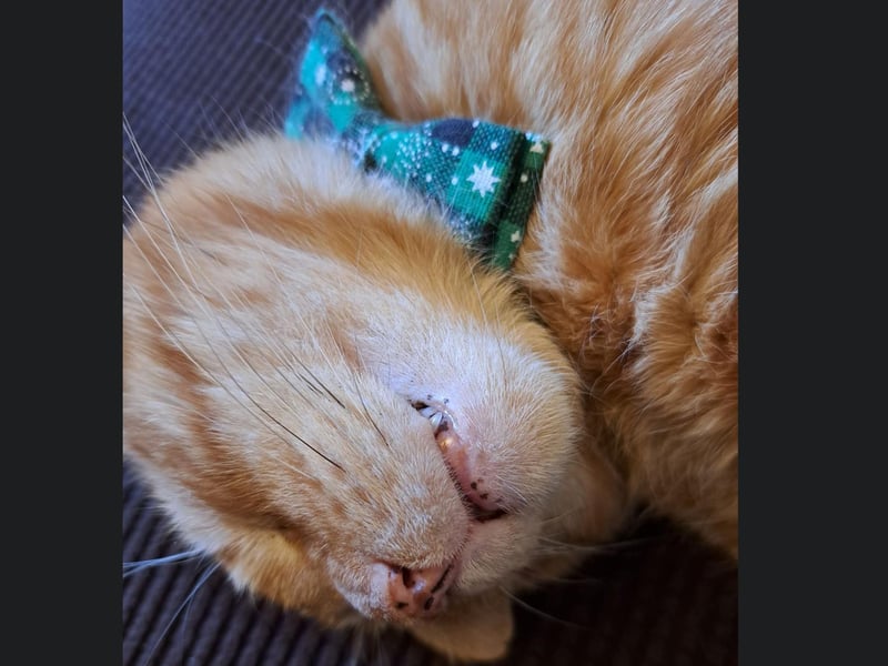 THis Scarborough cat is called Harry, who is having a snooze in his festive bow tie.