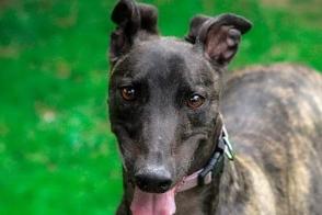 Roddy is a five-year-old Greyhound. He needs an experienced owner in a child free home ,and preferably as the only dog, but he could possibly live with a female greyhound after a successful introduction. Roddy requires a strong, kind owner who will keep up the work to continue his training on calming him with his prey drive. Call Yorkshire Coast Dog Rescue on 075832 69614 or email ycdogrescue@btinternet.com for more information.