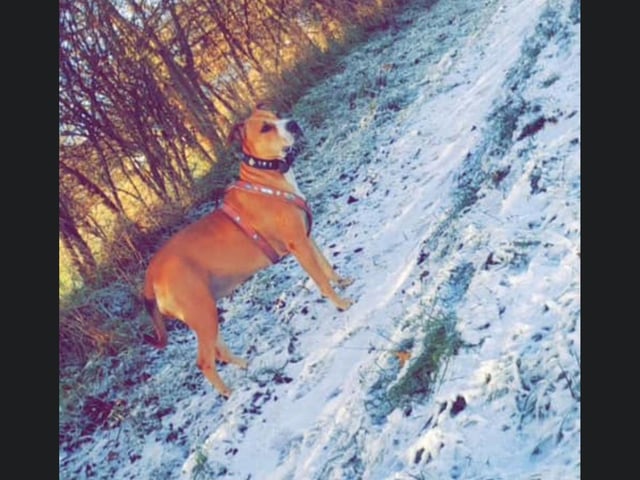Lovely Lady is looking beautiful in the snow.