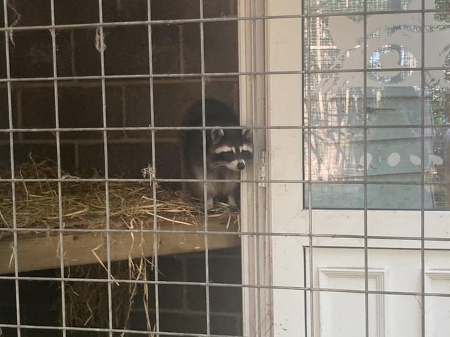 This Raccoon was very curious, but too shy to come out its den.
