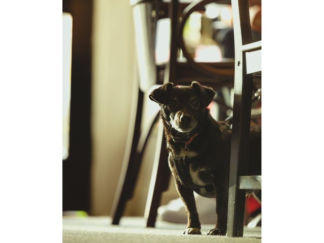 This little dog looks alert, looking for any treats they can find while visiting the seaside.