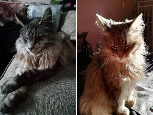 Beautiful photos of a cat in Whitby.