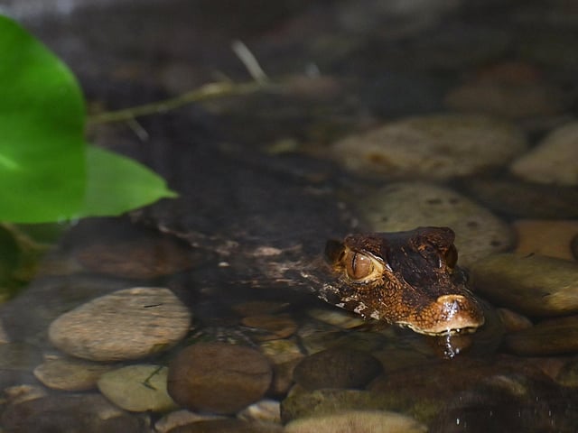 A caiman peering ominously in the water.
