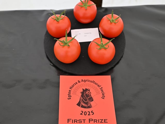 Prize winning tomatoes.