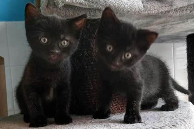 The adoption fee for a Purrfect Pals Rescue Cat/Kitten is £70, which includes vaccinations, microchipping, neutering, flea and worm treatment and a test for Fiv/FeLV.