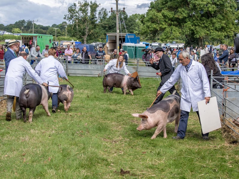 Judging in the pig ring