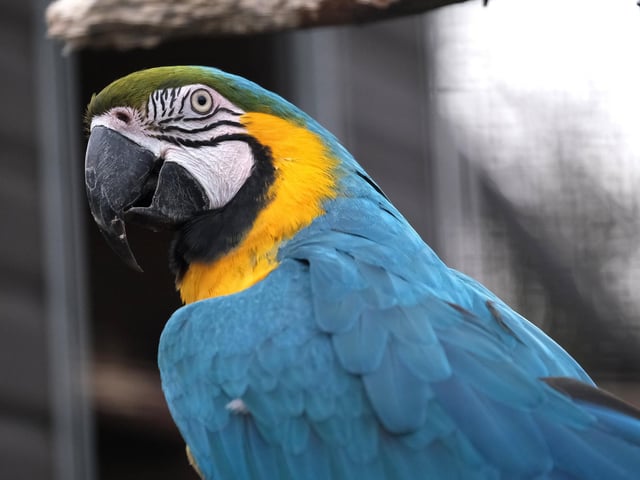 The blue and gold macaw