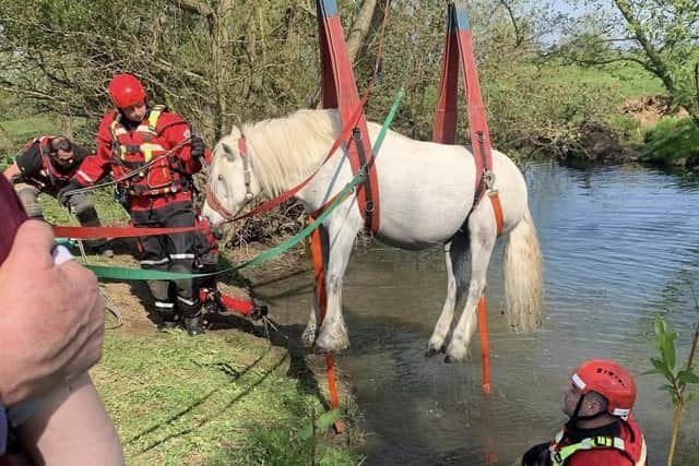 Mags being rescued by Malton fire crews. Image: Malton Fire Station