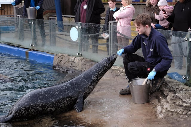 Kieran Byrne  feeding the seals