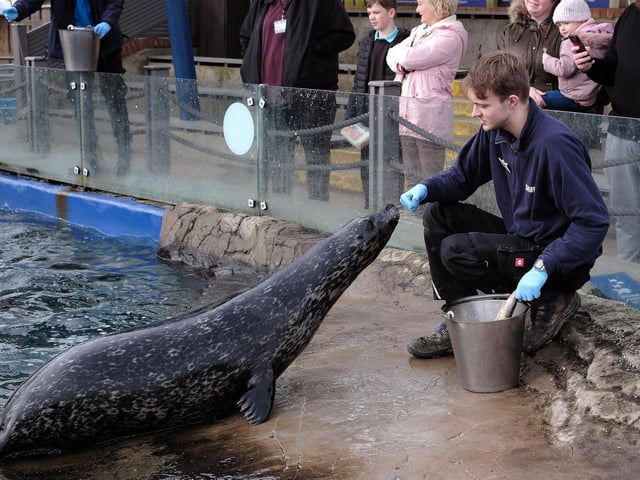 Kieran Byrne feeding the seals